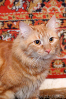 Маркиз - кот аристократических кровей - Изображение #2, Объявление #642647