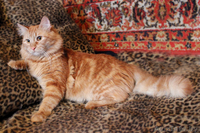 Маркиз - кот аристократических кровей - Изображение #1, Объявление #642647