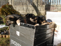 Щеночки, 2 месяца, в хорошие руки - Изображение #3, Объявление #610477