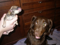 Малыши-щенульки в дар - Изображение #1, Объявление #625203