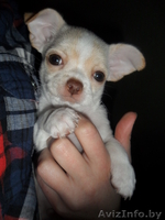 Щенок чихуахуа мальчик - Изображение #2, Объявление #640697