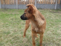 Маленькая Анфиса ищет новый дом! - Изображение #1, Объявление #633593