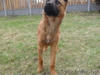 Маленькая Анфиса ищет новый дом! - Изображение #2, Объявление #633593