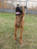 Маленькая Анфиса ищет новый дом! - Изображение #3, Объявление #633593