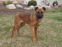 Маленькая Анфиса ищет новый дом! - Изображение #4, Объявление #633593