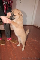 Маленькая Чапа ищет дом! - Изображение #3, Объявление #614597