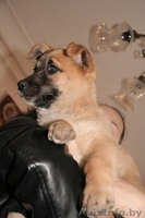 Маленькая Чапа ищет дом! - Изображение #5, Объявление #614597