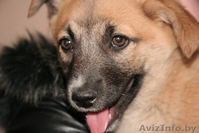 Маленькая Чапа ищет дом! - Изображение #2, Объявление #614597