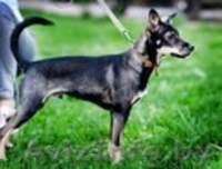 Подросток Макс ищет свою семью! - Изображение #4, Объявление #669893