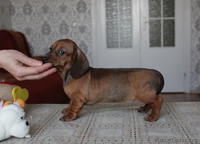 Щенки кроличьей и карликовой таксы от титулованных родителей - Изображение #1, Объявление #671176