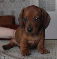 Щенки кроличьей и карликовой таксы от титулованных родителей - Изображение #8, Объявление #671176