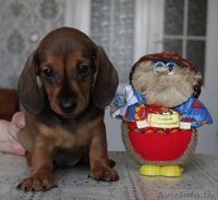 Щенки кроличьей и карликовой таксы от титулованных родителей - Изображение #5, Объявление #671176