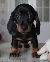 Щенки кроличьей и карликовой таксы от титулованных родителей - Изображение #4, Объявление #671176