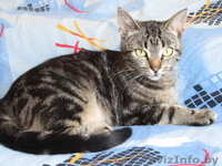 Роза – молоденькая самодостаточная красотка в добрые руки - Изображение #4, Объявление #665000