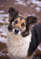 Милая собака ЛАСКУША ищет дом - Изображение #1, Объявление #649753