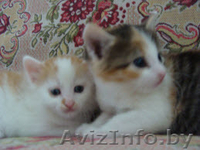 Котята - три пушистика в дар - Изображение #1, Объявление #649801