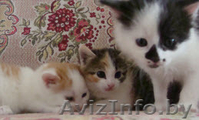Котята - три пушистика в дар - Изображение #2, Объявление #649801