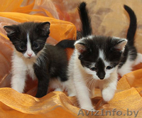 Маленькие котята в дар! - Изображение #1, Объявление #658973