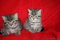 Шотландские вислоухие котята (скоттиш фолд и скоттиш страйт) - Изображение #1, Объявление #659728
