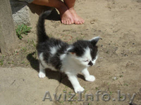 Котята - три пушистика в дар - Изображение #3, Объявление #649801