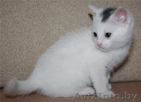 Маленькие котята в дар! - Изображение #2, Объявление #658973