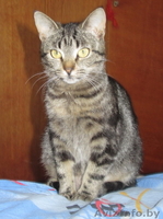 Роза – молоденькая самодостаточная красотка в добрые руки - Изображение #2, Объявление #665000