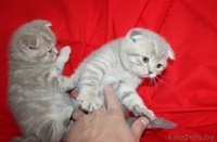 Шотландские вислоухие и прямоухие котята (скоттиш фолд и скоттиш страйт)       - Изображение #3, Объявление #666070