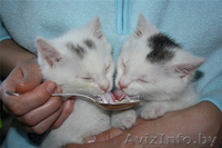 Маленькие котята в дар! - Изображение #3, Объявление #658973