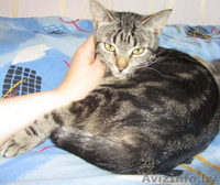 Роза – молоденькая самодостаточная красотка в добрые руки - Изображение #3, Объявление #665000