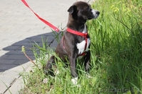 Ищем семью для щенка-девочки - Изображение #3, Объявление #672952