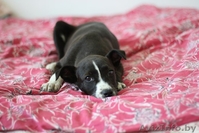 В дар 3-месячный щеночек-девочка - Изображение #2, Объявление #672947