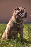 Багира - всё лучшее от шарпея и мастифа - Изображение #2, Объявление #645575