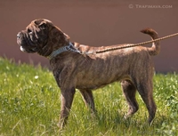 Багира - всё лучшее от шарпея и мастифа - Изображение #3, Объявление #645575