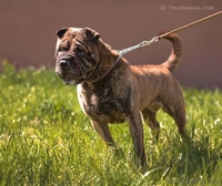 Багира - всё лучшее от шарпея и мастифа - Изображение #4, Объявление #645575