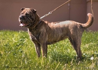 Багира - всё лучшее от шарпея и мастифа - Изображение #1, Объявление #645575