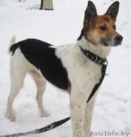 Молодой пёс в хорошие руки - Изображение #1, Объявление #656817