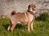 Босс - метис шарпея - Изображение #2, Объявление #645573