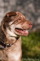 Босс - метис шарпея - Изображение #4, Объявление #645573