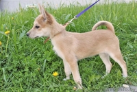 Отдаем даром щенка! - Изображение #2, Объявление #661614