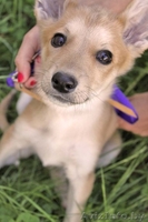 Отдаем даром щенка! - Изображение #3, Объявление #661614