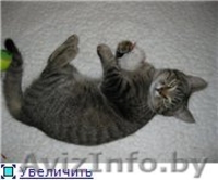 Ласковый котейка Барс ищет хозяев! - Изображение #1, Объявление #652539