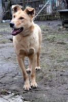 Дик - умный и воспитанный подросток - Изображение #2, Объявление #644585