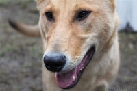 Дик - умный и воспитанный подросток - Изображение #3, Объявление #644585