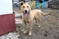 Дик - умный и воспитанный подросток - Изображение #1, Объявление #644585