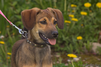 Милаят собачка в дар! - Изображение #1, Объявление #646295