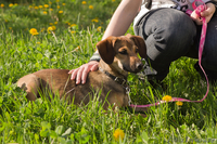 Милаят собачка в дар! - Изображение #3, Объявление #646295