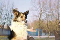 Милая собака ЛАСКУША ищет дом - Изображение #5, Объявление #649753