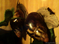 Продам редкий вид улиток Архахатин - Изображение #1, Объявление #673366