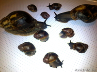 Продам редкий вид улиток Архахатин - Изображение #2, Объявление #673366