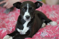 Ищем семью для щенка-девочки - Изображение #1, Объявление #672952